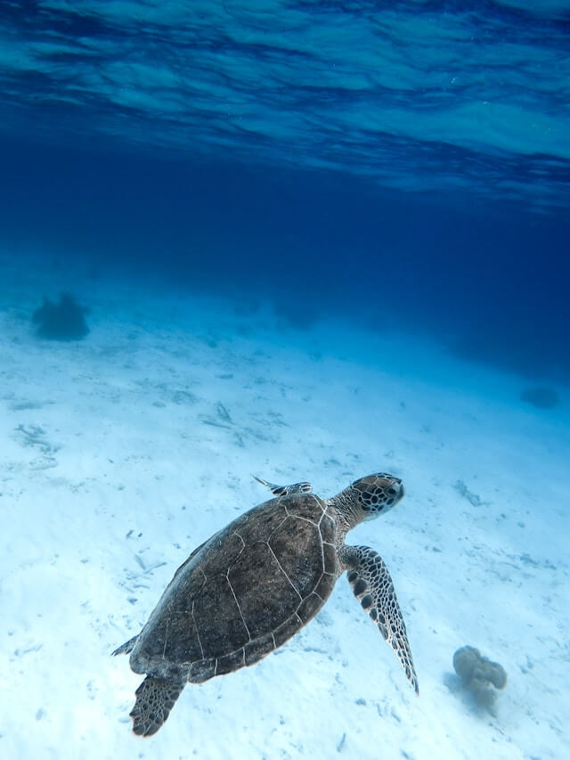 傷ついたウミガメの飼育・リハビリ体験を観光客にも　大分NPO